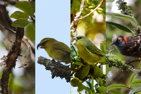 A collage of the four endangered forest birds: ʻAkikiki, Kiwikiu, ʻAkekeʻe, ʻĀkohekohe