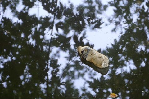 A dirty plastic water bottle floats in still waters that reflect tree leaves