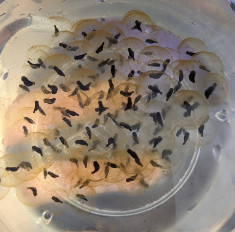dozens of red legged frog eggs in a collection cup