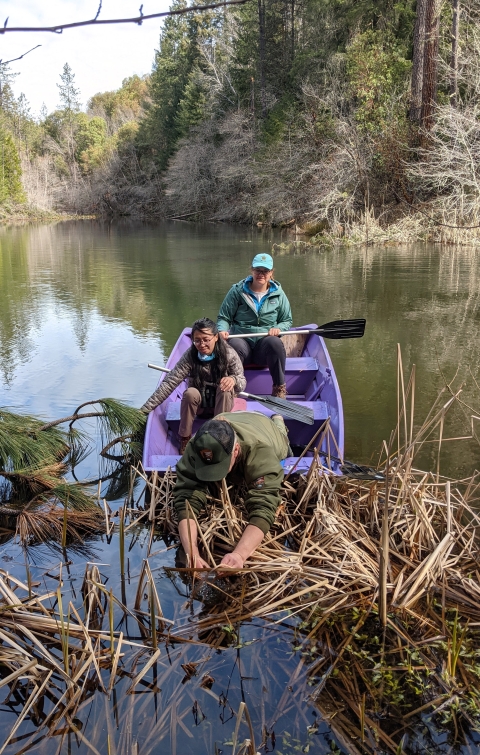 Three biologists sit on a row boat on a pond. The one in front is leaning down into the vegetation in the shallow area to gather frog eggs