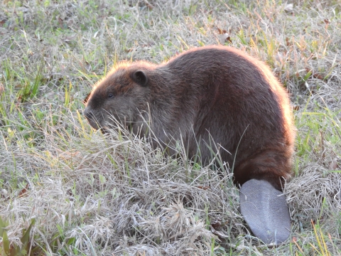 American beaver in grass.
