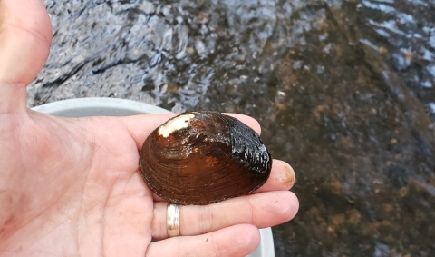 Canoe Creek clubshell mussel in the palm of a hand with a creek in the background.