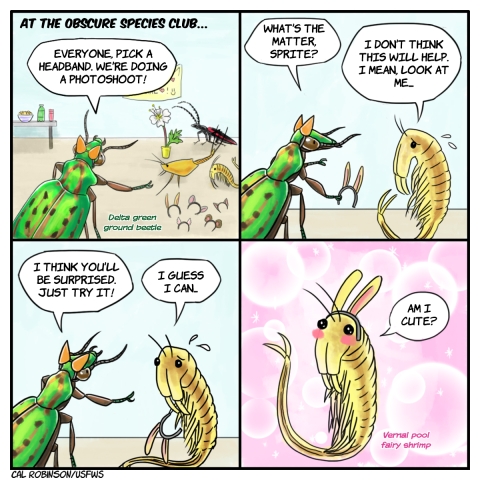 A 4 panel comic. Panel 1 says, At the Obscure Species Club. A delta green ground beetle is wearing a fox ear headband and gesturing to a pile of animal ear headbands on the ground. The beetle says to a small group of other species, Everyone, pick a headband. We're doing a photoshoot. In panel 2, the beetle approaches a nervous looking vernal pool fairy shrimp while holding a rabbit ear headband. The beetle says, what's the matter, Sprite? The shrimp says, I don't think this will help. I mean, look at me. The shrimp is referring to its shrimpy face. In panel 3, the beetle says, I think you'll be surprised. Just try it! The shrimp is holding the rabbit ear headband and still looks nervous. I guess I can, the shrimp says. In panel 4, the vernal pool fairy shrimp is wearing the rabbit ears and blushing against a sparkly pink background. The shrimp says, am I cute?
