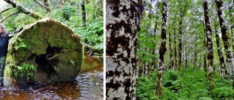 two photos showing a huge log in a stream vs smaller trees in a forest