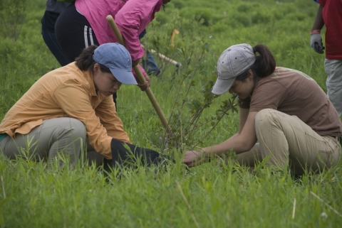 Two women in baseball hats crouch in a grassy field, helping guide a tree sapling into the ground. A third person stands over them with a shovel, helping the planting. 