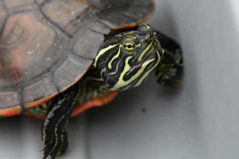 A close-up shot of a yellow-and-black striped turtle face