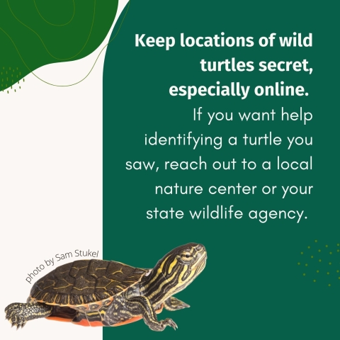 White text on a green background reads, ‘Keep locations of wild turtles secret, especially online. If you want help identifying a turtle you saw, reach out to a local nature center or your state wildlife agency.’ At the bottom left corner, a turtle hatchling is pictured, next to a small caption of ‘photo by Sam Stukel’.