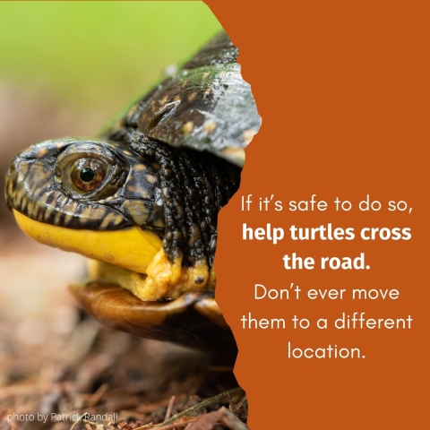 White text on an ochre red background reads ‘If it’s safe to do so,help turtles cross the road. Don’t ever move them to a different location.’ Behind the text, a close up of a turtle that appears to be smiling peeks out, next to a small caption of ‘photo by Patrick Randall’. 
