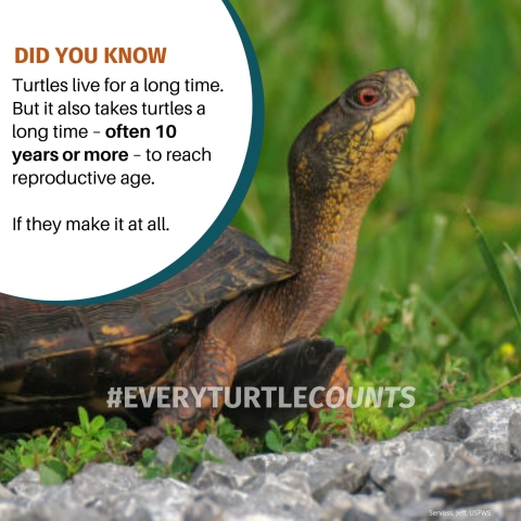  Image of box turtle with orange and black text over white background reading, ‘ Did You Know? Turtles live for a long time. But it also takes turtles a long time – often 10 years or more – to reach reproductive age. If they make it at all.’ On lower half of image, white text reads, ‘#Everyturtlecounts.’ CCITT Logo is placed in lower corner, next to a small caption of ‘Jeff Servoss, USFWS’