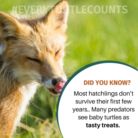  Image of fox with text displaying,’‘#everyturtlecounts.’ Below this text is orange and black text over white background reading, ‘Did you know? Most hatchlings don’t survive their first few years.. Many predators see baby turtles as tasty treats.’ CCITT Logo is placed in lower corner, next to a small caption of ‘Lisa Hupp, USFWS’