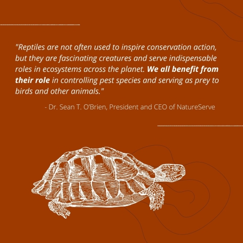 White text on an ochre red background reads "Reptiles are not often used to inspire conservation action, but they are fascinating creatures and serve indispensable roles in ecosystems across the planet. We all benefit from their role in controlling pest species and serving as prey to birds and other animals. - Dr. Sean T. O’Brien, President and CEO of NatureServe". Below the text, the drawing of a tortoise