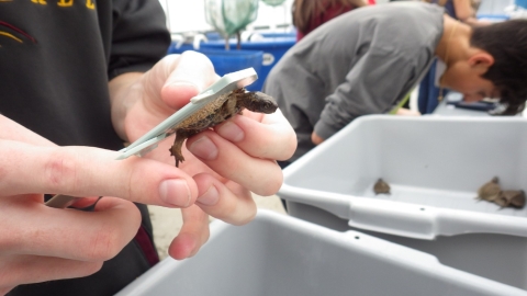 A small turtle is handled by a student, who is measuring it's length. In the background, more students and turtles in containers are seen.
