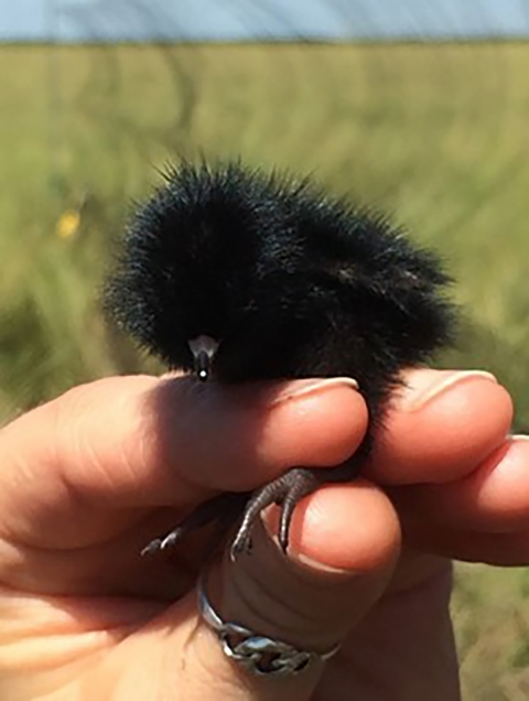 A black fluffy chick is held by it's lets on a hand with a grass field and partial view of the sky in the background.