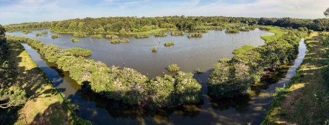 This aerial view was taken from a research observation tower of Woody Pond at Harris Neck National Wildlife Refuge. It is home to the largest nesting colony of threatened wood storks in Georgia. 