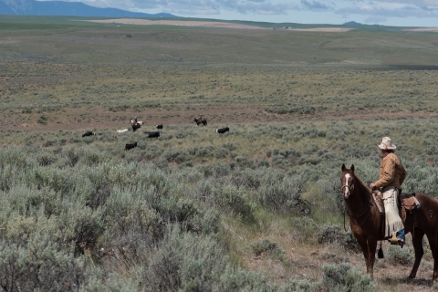 A man on a horse looks at cattle across a vast sagebrush landscape
