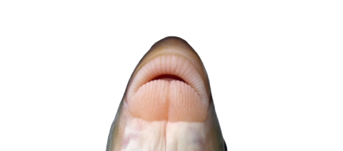 underside of a fish with big lips