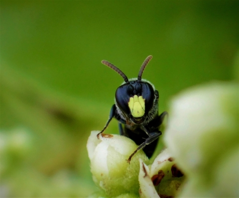 Male yellow-faced bee