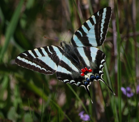Blue, black & white striped butterfly on green plant