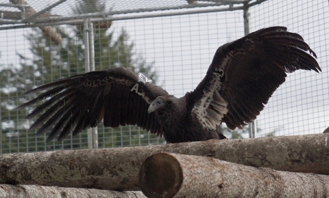 A3 stretches his wings in the flight pen