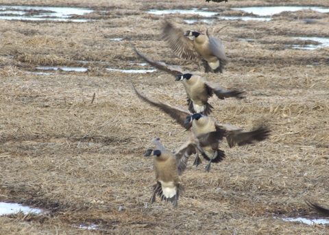 4 geese landing in a marsh.