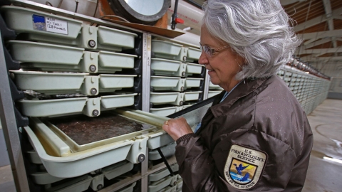 a woman looks at trays of Chinook salmon eggs in the hatchery building