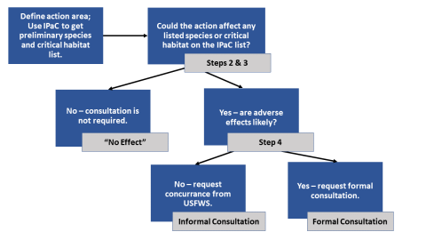 The process of Section 7 consultation explained in a flow chart.