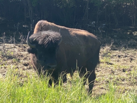 wood bison standing