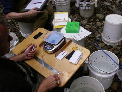 Biologists tagging and collecting genetic samples from juvenile steelhead from Abernathy Creek.