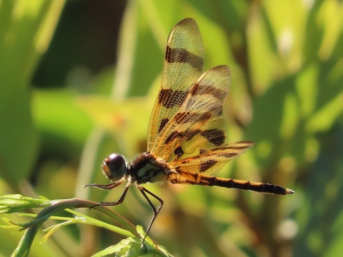 Dragonfly with brown stripes on yellow wings sit on green plant