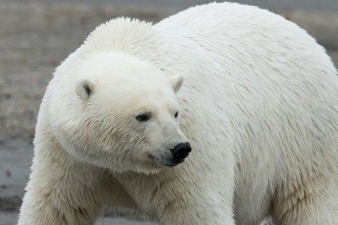 Close up of a polar bear facing towards the cameras left side turning its head to the right side of the camera. 