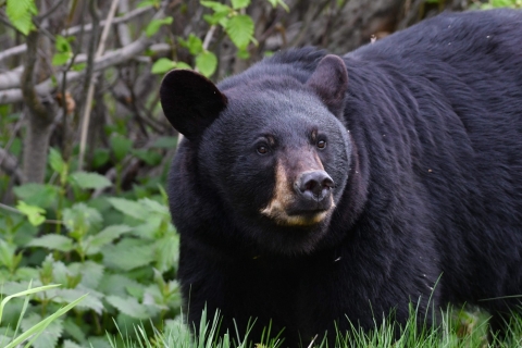 Close up of a black bear in Kenai NWR with wooded vegetation in the background