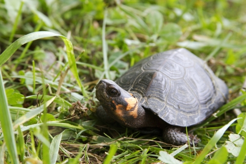 An adult bog turtle stands in green grass and looks up, showing the orange marking on its neck.