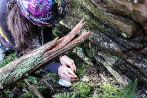 Biologist using tweezers to look through a moss mat at the base of a boulder