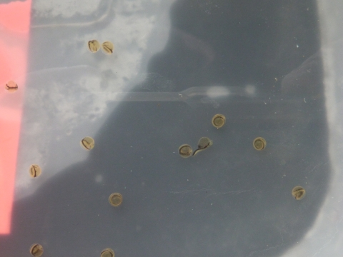 Musky eggs being incubated at TIBS.&nbsp;&nbsp;