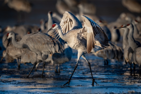 a sandhill crane walks through shallow water with its wings outstretched