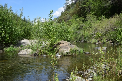 a slow moving pool of water surrounded by riparian shrubs and small trees