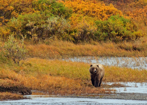 Brown bear walks along a shoreline with low wooded brush vegetation in the background. 