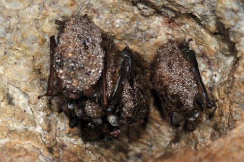 Group of little brown bats with white nose syndrome roosting 