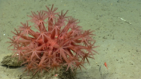 a pink coral with many spiny appendages extending into a speherical shape. It sits on a layer of tan sediment in the ocean