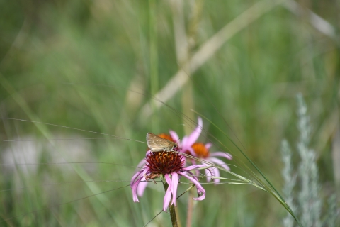 A Dakota skipper butterfly on a pink flower