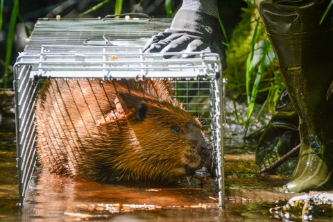 A beaver in a holding enclosure waiting to be relocated