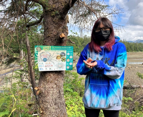 A volunteer holds a green crab next to a sign asking people to keep an eye out for the animal.