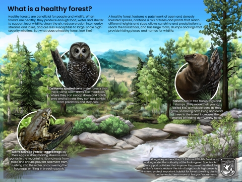 What is a healthy forest? Healthy forests are beneficial for people and wildlife. When forests are healthy, they produce enough food, water, and shelter to support local wildlife, clean the air, reduce erosion into nearby streams and lakes, and are less susceptible to large scale high severity wildfires. But what does a healthy forest look like? A healthy forest features a patchwork of open and densely forested spaces, contains a mix of trees and plants that reach different heights and sizes, allows sunshine and precipitation to reach the forest floor, and has large rocks, stumps, and logs that provide hiding places and homes for wildlife. Artwork of a healthy forest, with pine trees, aspens, and other tree species of different ages and heights mixed together. Hills in the background have large open areas and forested areas. In the foreground, a creek flows down rocks and is surrounded by bushes and grass growing at the edges. In the open areas between trees, small shrubs and grasses grow. A California spotted owl perches on a tree branch looking intensely toward the viewer. California spotted owls prefer forests that have some open areas, like meadows, where they can swoop down and catch prey and tall trees they can use to hide from predators and stay cool. A fisher, an animal in the weasel family, grips its claws into the bark of a tree and looks into the distance curiously. Fishers den in tree trunks, logs and stumps. They move their young, called kits, to multiple dens as they grow, so having both living and dead trees in the forest increases the chance of finding den-worthy holes. A brown frog with a yellow underside and dark spots rests on a piece of wood at the creek's edge. Sierra Nevada yellow-legged frogs lay their eggs in slow moving streams and ponds in the mountains. Strong roots from trees and shrubs prevent sediment from rushing into the water and covering the frog eggs or filling in breeding pools. Alongside partners, the U S Fish and Wildlife Service is working under the authority of the endangered species act to support activities that improve the overall health of the nation's forests, reduce the risk of large scale high severity fires, and protect important habitat for forest dwelling plants and animals. Learn more at fws.gov/sacramento.