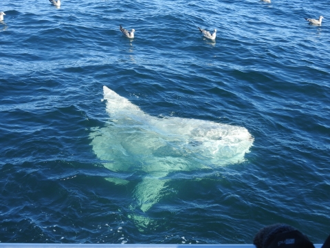 a big white fish beneath the water surface with birds around