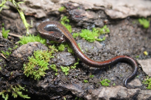 a brown slender salamander on mossy rocks and mud