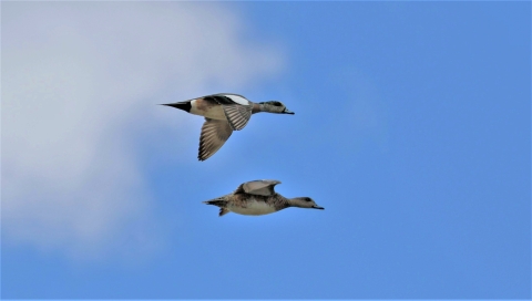 A pair of American wigeon ducks in flight.