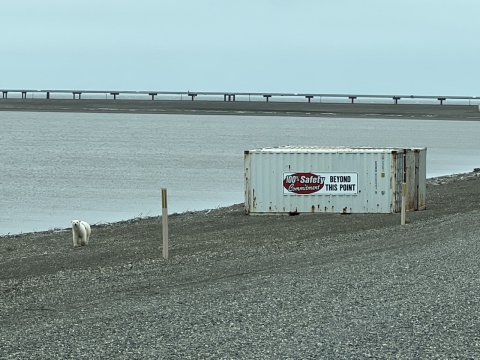 The Arctic’s top predator and the largest bear in the world, polar bears are well adapted to the planet’s coldest environments. Photo credit: Lindsey Mangipane /USFWS 