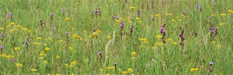 A meadow of pink blazing star and yellow goldenrod flowers.