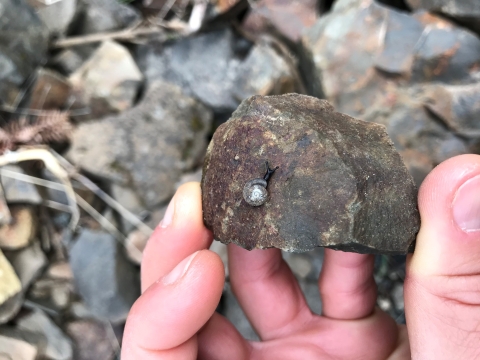 A tiny gray and black snail on a rock