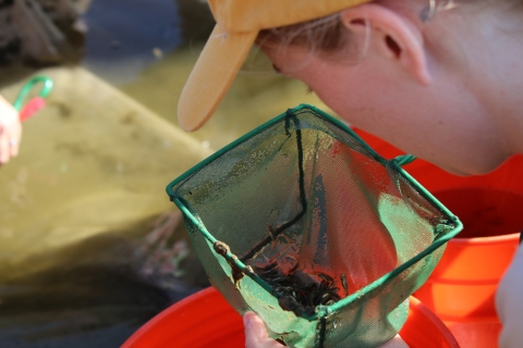A biologist observes tiny fish caught in a hand net